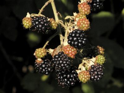 Brombeeren (Blackberries)