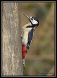 Great Spotted Woodpecker 1