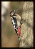 Great Spotted Woodpecker 2