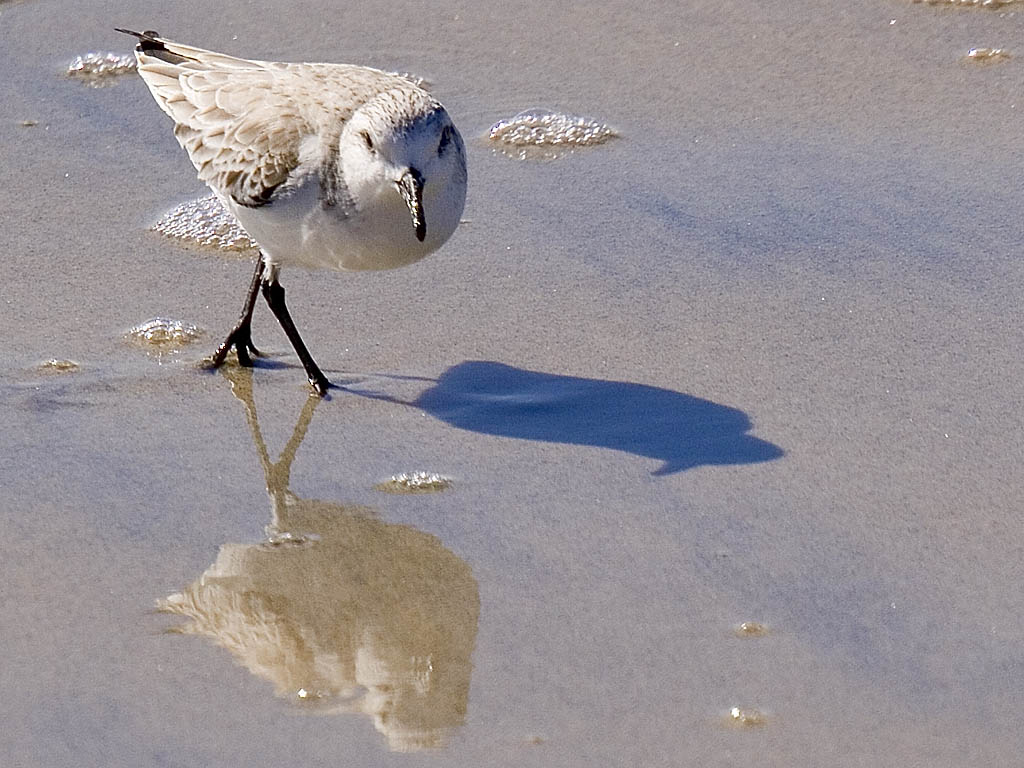 The Strut