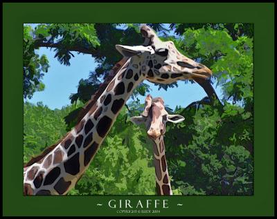 u38/rudiman/medium/32123131.Giraffe.jpg