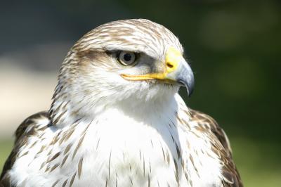 Ferruginous Hawk