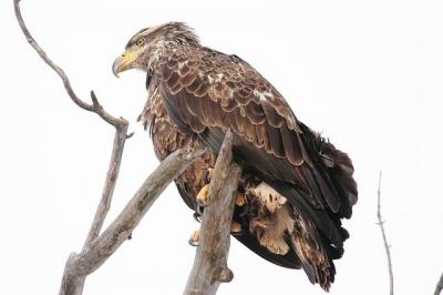 Immature Bald Eagle