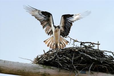 Osprey