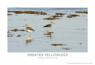 Greater Yellowlegs Poster