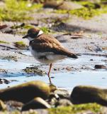 One Legged Plover