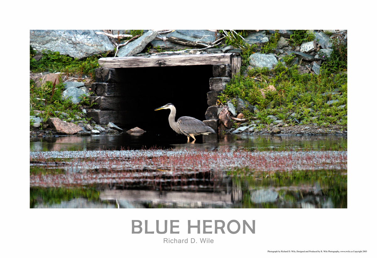 Blue Heron Poster