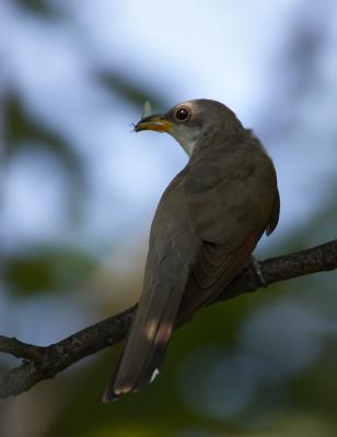 Yellow-billed Cuckoo