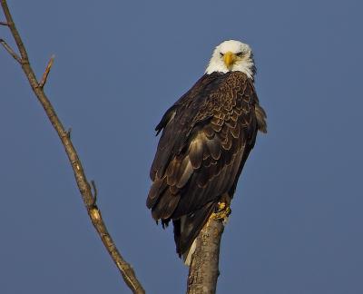 Eagle on Tree