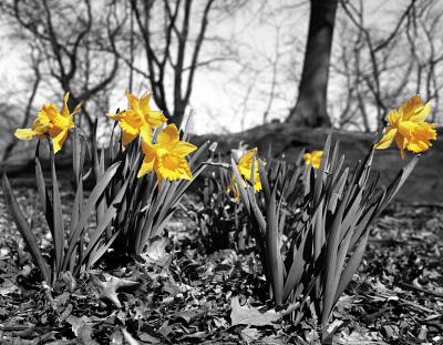 First Daffodils