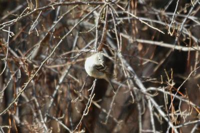 u38/sellbirding/medium/25206192.Flycatcher_Gray1868A.jpg