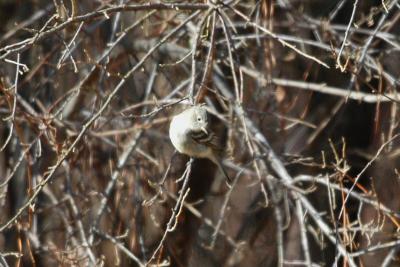 Flycatcher_Gray 1868A.jpg