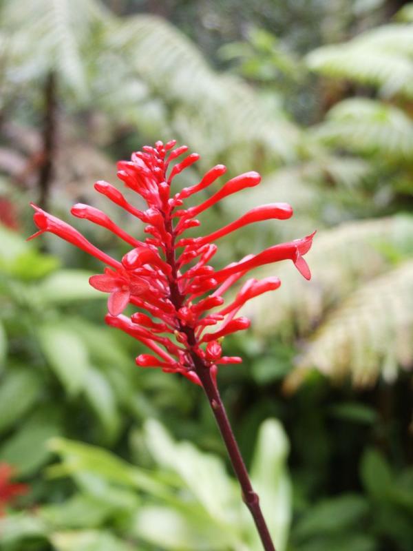 Pagoda flower, (Clerodendrum buchanani)