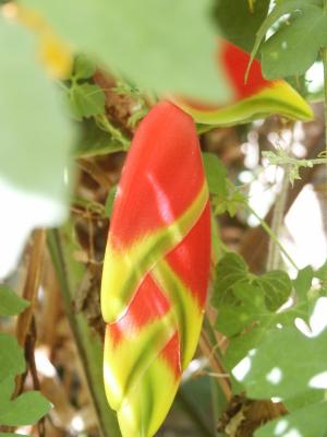 Lobster claw Heliconia (H. rostrata)