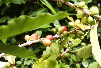 Coffee beans (Arabica)