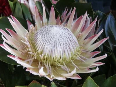 Protea