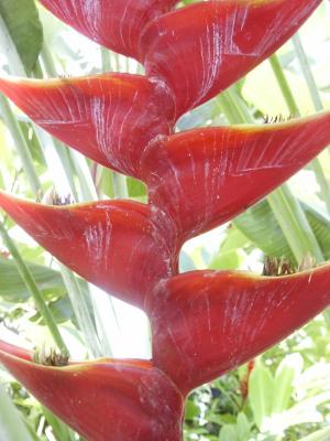 Natural form - red Heliconia