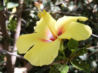 Hibiscus