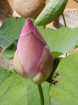 Lotus bud