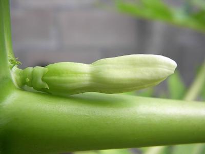 Papaya (Carica papaya)