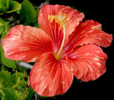 Hibiscus