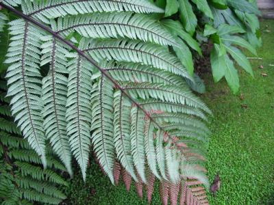 Silver fern, New Zealand's icon, underside view