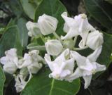 White Crown flowers (Calotopis gigantea)