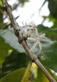 Coffee bean flowers