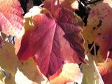 Fall colors