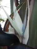 White Bird of Paradise