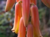 Aloe flowers in detail (Aloe vera)