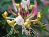 Honeysuckle