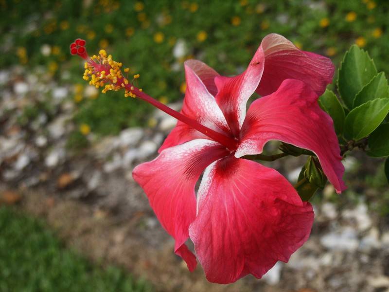 Red hibiscus