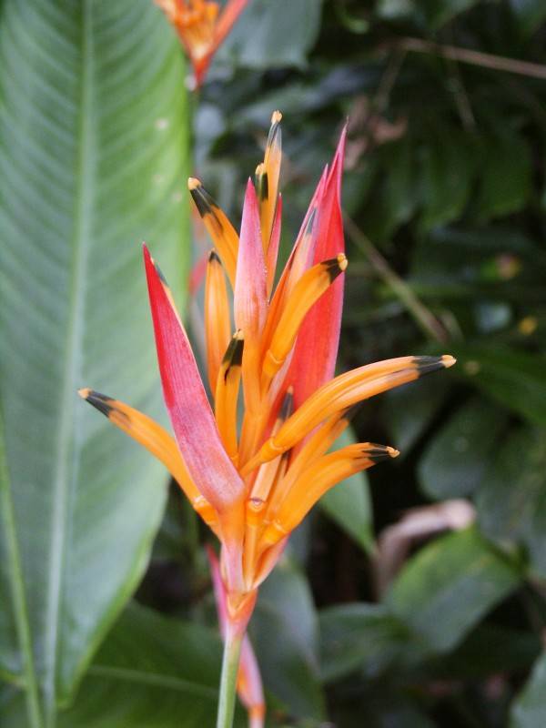 Parrots Beak Heliconia Sassy