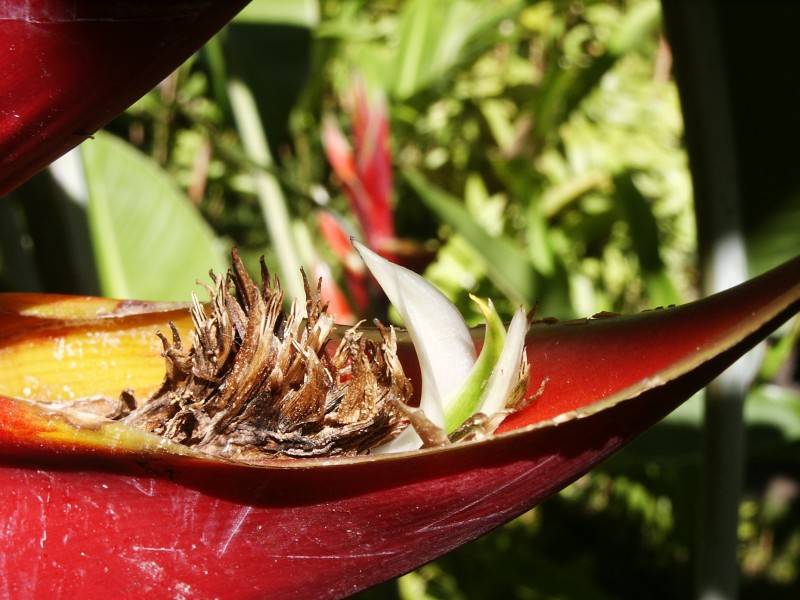 Peeking out from red Heliconia