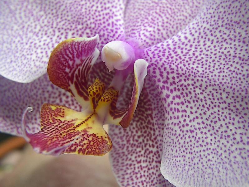 Purple Phaleonopsis