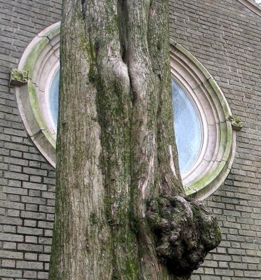 Cedar Tree in front of window