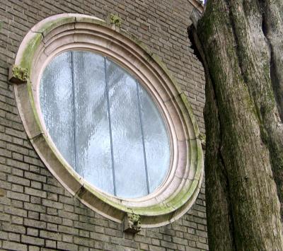 Window and cedar tree