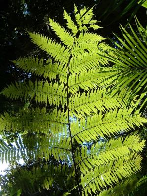 rainforest fern