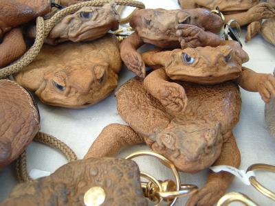 much maligned cane toads