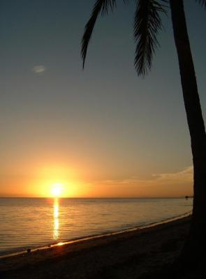 coconut dawn