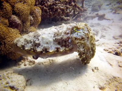 camoflagued cuttlefish - blue boy 211203