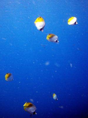its raining butterfly fish - the wedge 23123