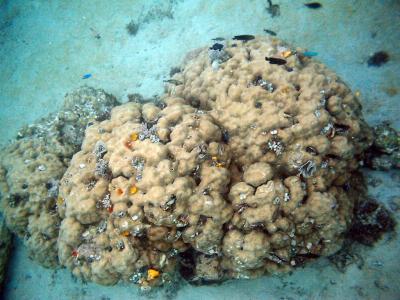 Bouldar Coral and Fish