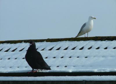 Big Pigeon Little Seagull