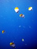 its raining butterfly fish - the wedge 23123