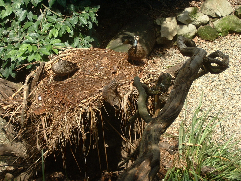 ducks nest