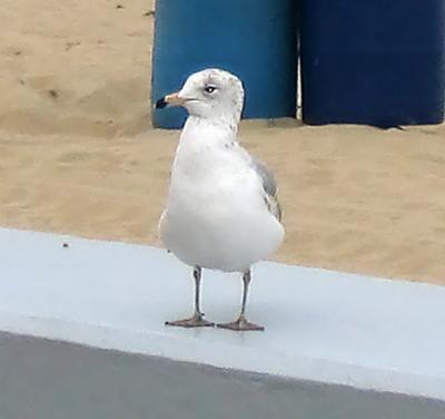 Ocean City 2003
