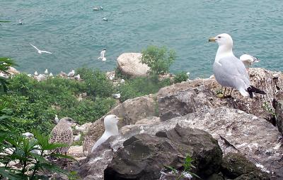 Birds of Niagara Falls enjoy the plentiful supply of fish that spill over the falls each day.  Hunting is easy pickings for these birds.