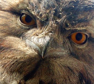 Very close tawnie frogmouth